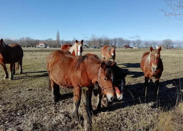 Дом отдыха Domek Letniskowy Szuwarek